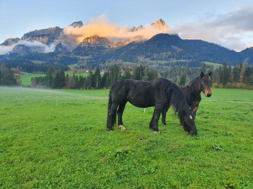 two horses standing in a field with mountains in the background at Ferienwohnung Mitterdiel in Pfarrwerfen