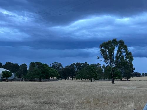 a tree in a field under a cloudy sky at Tack Room in Borambola