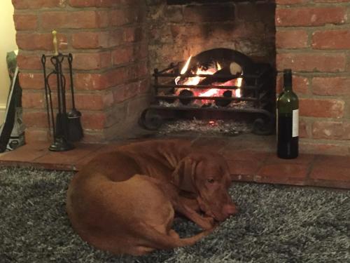 a brown dog laying in front of a fireplace at Pollywiggle Cottage, Dog Friendly cottage in Heacham in Heacham