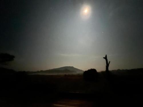 a silhouette of a tree in a field with the sun at Imara - Crafting Memories in Gonikoppal