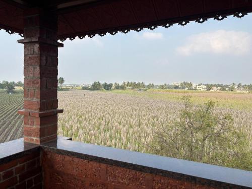 a view of a field of crops from a porch at Madhushilp farmstay in Sangli