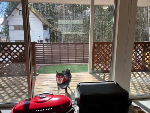 a black dog standing on a porch looking out the window at BBQ可 ワンちゃんok ロフト付き平屋を貸切で楽しむ特別な空間 ハチん家 in Hokuto