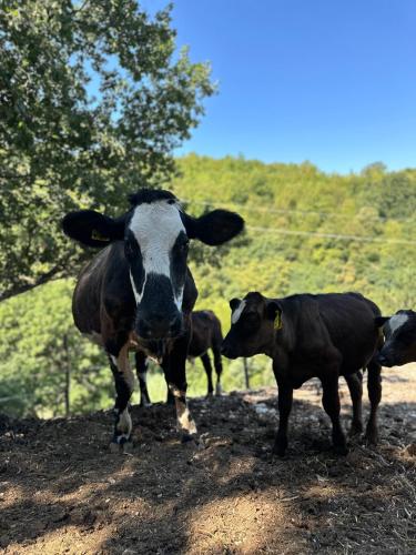 a group of cows standing on a dirt road at Agriturismo La Vita è Bella in Fabriano