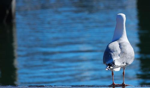a bird standing in front of the water at Apartment 23 in Kappeln