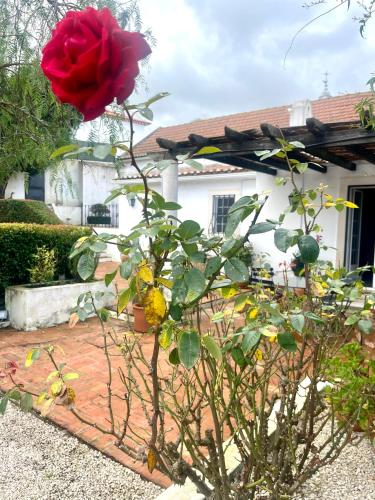 a red rose on a bush in front of a house at Villa das Vinhas in Aldeia Galega da Merceana