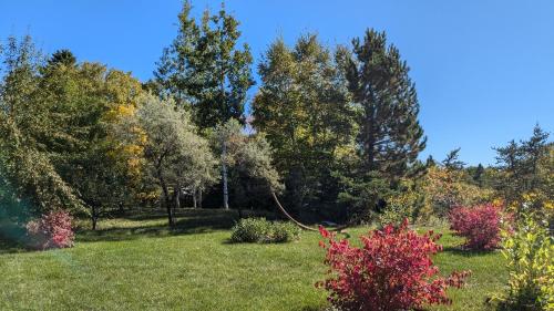 a field with trees in the background at Au Cachalot Caché le gîte hôtel in Tadoussac