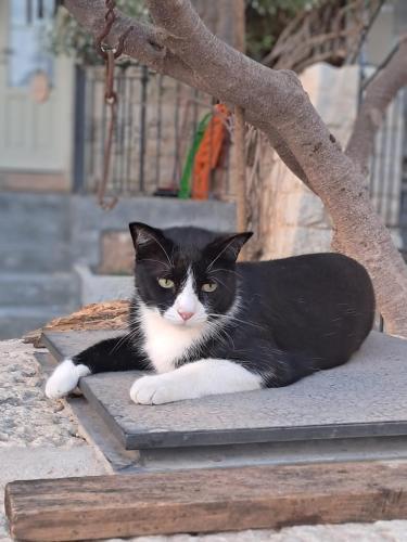 Κατοικίδιο ή κατοικίδια επισκεπτών που μένουν στο CASADORATA buen retiro vista mare