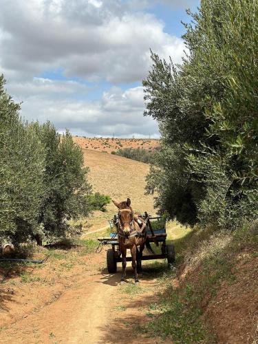 a horse pulling a cart on a dirt road at Kasbah Oum Rabia in Boulaouane