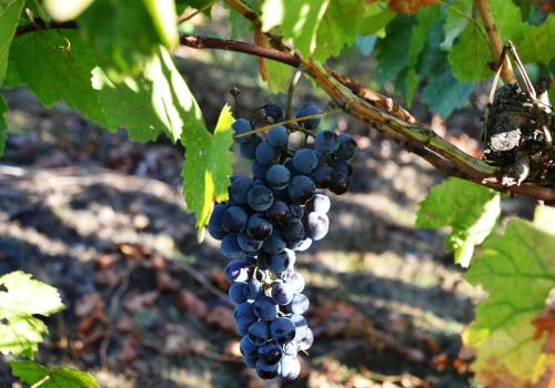 a bunch of blue grapes hanging from a tree at Pharos Rooms in Ilia