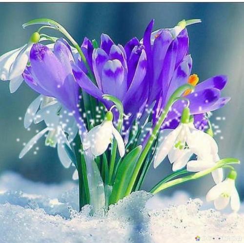a bouquet of purple and white flowers in the snow at Appartment Lori in Wald am Arlberg