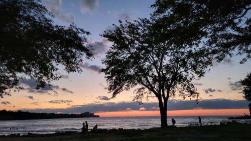 a tree on the beach with a sunset in the background at On Island Time at Kelleys Island Condo! in Kelleys Island