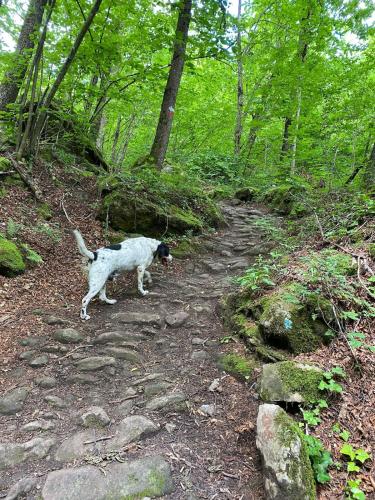 a dog walking down a path in the woods at Casa Angiolino, angolo di pace vicino all'Orrido di Gea in Villa dʼAiano
