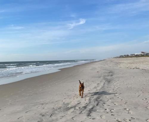 a dog walking on a beach near the ocean at A Drunken Parrots Beach Side Paradise in North Topsail Beach
