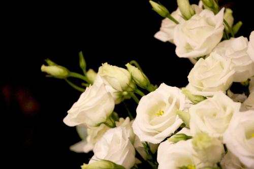 Hotel Roses