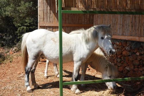 a white horse standing next to a pony eating hay at SKYROS REFUGE in Skiros