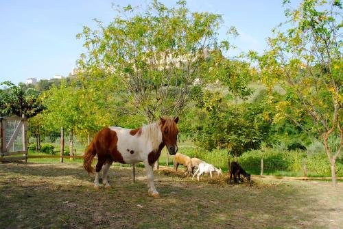a horse standing in a field with two goats at Agriturismo L'Arca di Anna Brambilla in Belvedere Marittimo