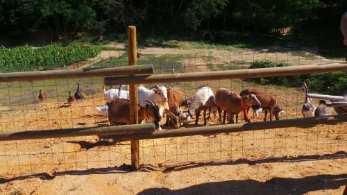 a group of animals standing in a fence at Retour Au Source in Monprimblanc