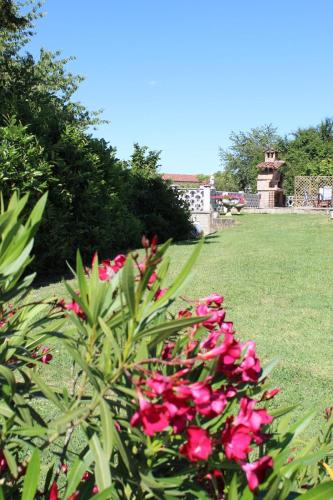 a group of pink flowers in a garden at TOMMY's HOUSE BELLEVUE in Quarto