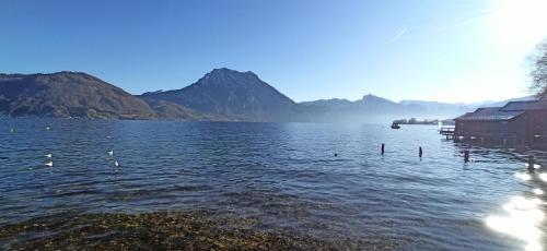 a lake with mountains in the background with ducks in the water at RITTERTAL Altmünster Traunsee Apartment in Altmünster