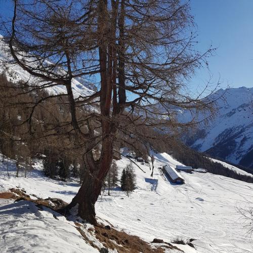 a tree on top of a snow covered mountain at Thyon 4pièces, magnifique vue in Hérémence