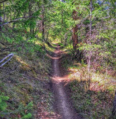 a dirt road through a forest with trees at 5 Bedroom - Located in Old Town Eagle in Eagle