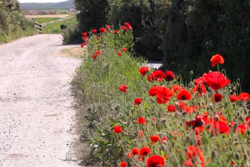 a field of red flowers next to a dirt road at High Meadow House in Duncormick