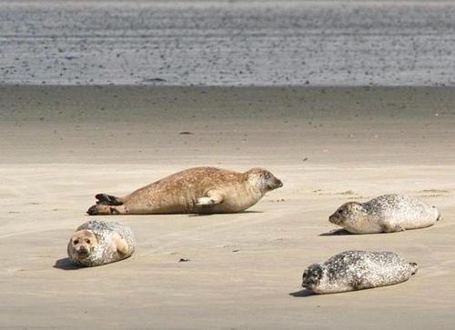 a group of seals laying on the beach at Watertorenhotel WADHOOG in Sint Jacobiparochie