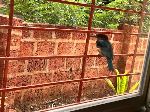 a bird is sitting on a window ledge at Shree Balaji Natures lap villa in Mirya
