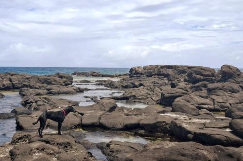 a dog standing on the rocks near the ocean at Tia Beach House - pool, beach and hamman in Albion