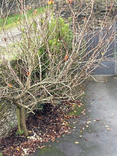 a tree with no leaves on it next to a fence at Comme une evidence in La Chapelle aux Pies