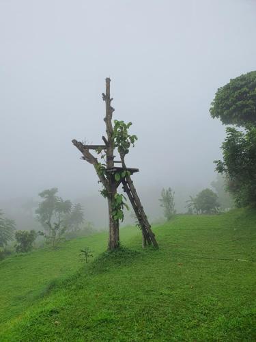 a tree in the middle of a field at Villa Lumbung Salak in Bogor