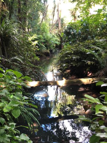 a stream in the middle of a jungle at Tranquil Studio in New Plymouth