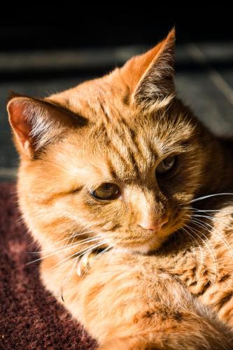 an orange cat laying on a blanket at 丽江束河元年别院 Yuannian Lijiang in Lijiang