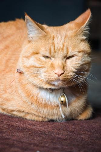 an orange cat is laying down with its eyes closed at 丽江束河元年别院 Yuannian Lijiang in Lijiang