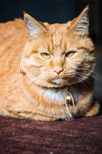 an orange cat is laying on the floor with its eyes at 丽江束河元年别院 Yuannian Lijiang in Lijiang