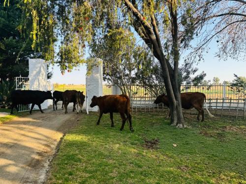 Green Acres Farm Cottage في Ritchie: قطيع من الأبقار تمشي في طريق بجانب شجرة