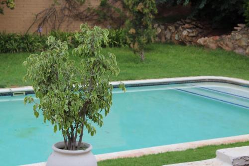 een plant in een vaas naast een zwembad bij Klein Morgenster B&B in Johannesburg