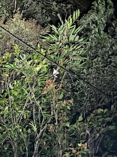 a tree with a white flower in the middle of it at Riflebird Lodge in Topaz