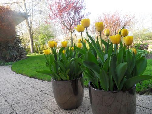 two vases filled with yellow tulips on a sidewalk at Villa Voorncamp in Schoonhoven