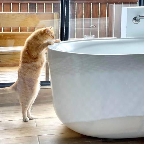 an orange cat standing next to a bath tub at The Red Hotel in Nanwan