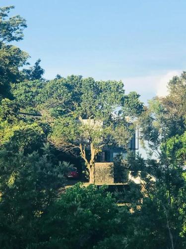 a house in the middle of a forest of trees at Romance Valley Haputale in Haputale