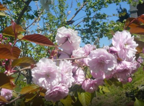 a bunch of pink flowers on a tree at Casa completa in Deba