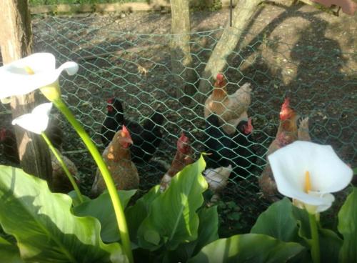 a group of chickens in a chicken coup at Casa completa in Deba