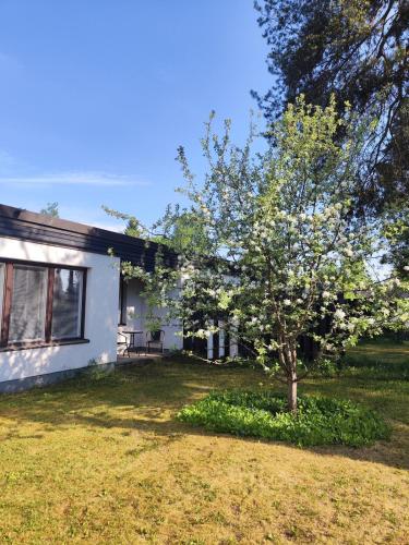 a white house with a tree in the yard at Honkatilat majoitus as 4 in Kajaani