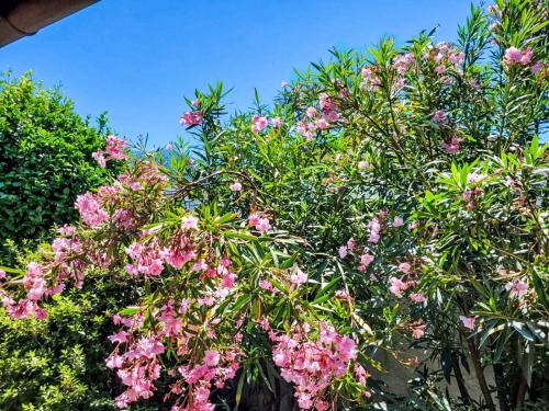 a flowering tree with pink flowers on it at Holiday Home Villetta Isabella by Interhome in Ascona