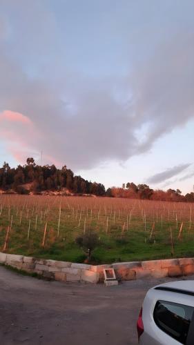 a field of vines with a car parked next to it at Canhoto Douro in São Lourenço do Douro