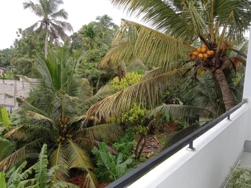 a view of a palm tree with oranges on it at Arcadia Resort in Hikkaduwa