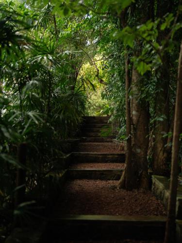 a set of stairs in a forest with trees at The Lush Unawatuna in Unawatuna