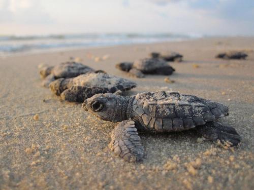 a group of turtles laying on a beach at SM04: 4 Silver Moss in Kiawah Island
