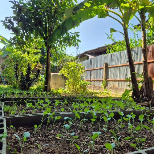 a garden with plants in raised beds at Kedthawa Homestay เฮือนเก็ดถะหวา in Ban Cho Lae